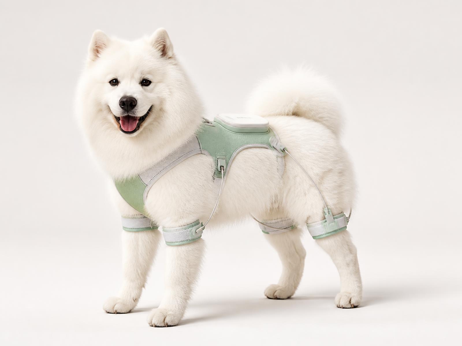 A Samoyed wearing the envy green Leashless harness